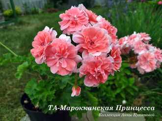 ТА-Марокканская Принцесса-Купить Пеларгонии Почтой от Анны из Анны