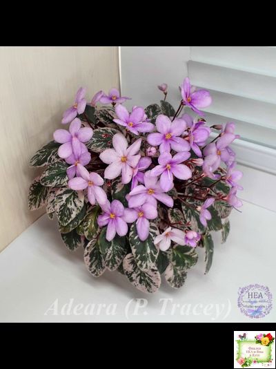 Adeara (P. Tracey) (3975) 06/02/1980 трейлер