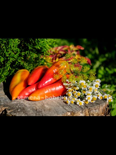 Перец сладкий Оленька, 10 шт.