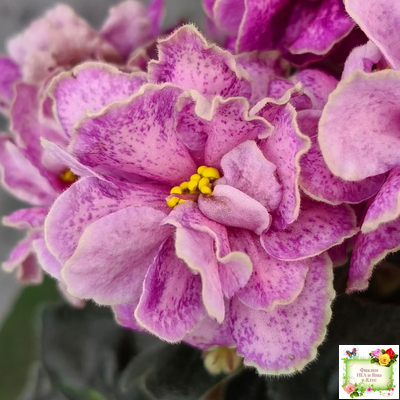 АВ-Шиповник (Фиалковод) 2021 г. (гёрл-листва)