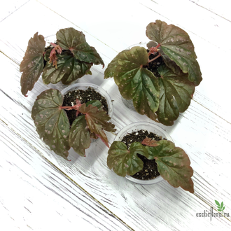 Бегония Victorian Butterflay