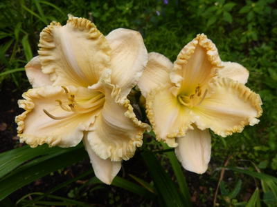 Лилейник Инчантед Форест (Enchant Forest)