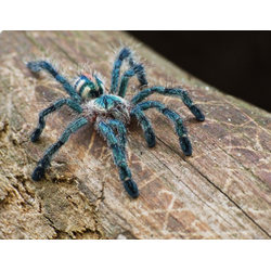 Avicularia diversipes