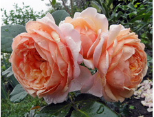 Элизабет Стюарт роза, ОКС