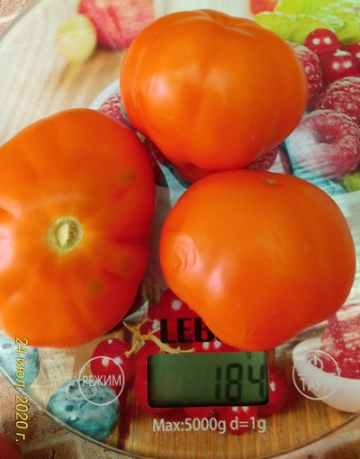 Томат Лампа Алладина