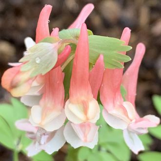 Corydalis solida «Джуниор»