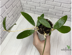 13/12/2024 hoya parasitica northablii