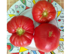 Томат Дакоста португальская (DaCosta's Portuguese)
