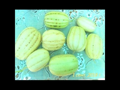 Дыня Мечта сибарита (Мечта лентяя)