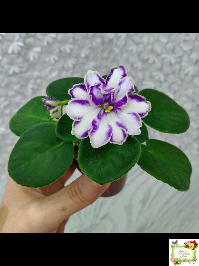 ЮШ-Надюша (И. Волкова) химера