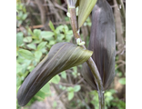 Polygonatum multiflorum Betberg