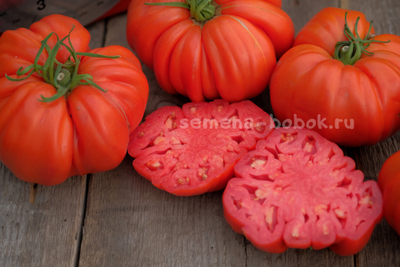 Томат Rim (Рим), 10 шт