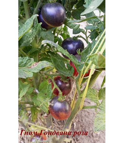 Томат Гондвана роза (Dwarf Gondwana Rose)