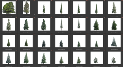 Деревья летние хвойные