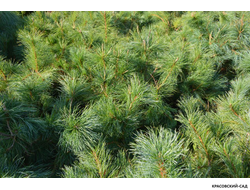 Сосна стланиковая Глаука кедровая - Pinus pumila glauca
