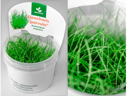 Элеохарис парвула в аквариуме