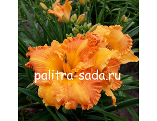 Лилейники простые (34) - "Оранж Нассау"