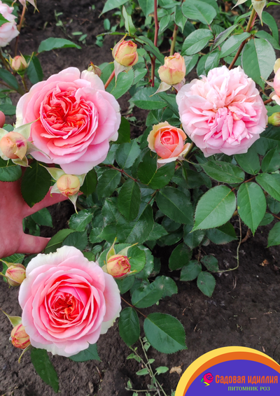 Чиппендейл (Chippendale)