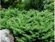 Можжевельник казацкий Rockery Gem (цена: от 690 руб)