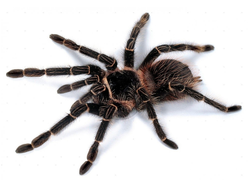 Lasiodora parahybana