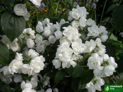 Чубушник виргинский "Вирджинал"