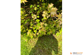 Обработка кустов от насекомых