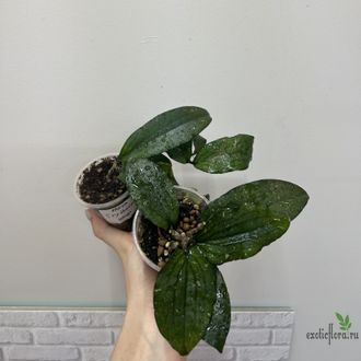 25/07/2025 Hoya Erythrina