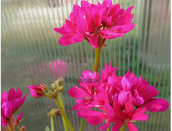 Пеларгония Ирида Ярче