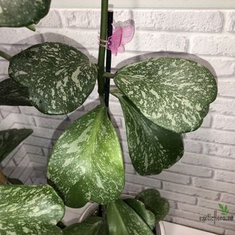 Hoya kerrii Spotted Leaves