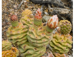 Tephrocactus articulatus VG-1394 - 5 семян