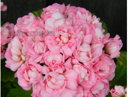 Пеларгония розебудная Anita