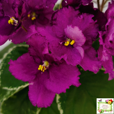 ЛЕ-Адреналин (Е. Лебецкая) 2020 г.