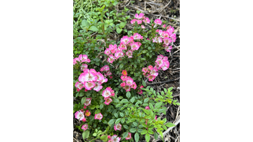 Роза "Кьюти Пай"