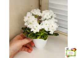 OS-Джунгарик (С.Осипова) (сортовой стартер)