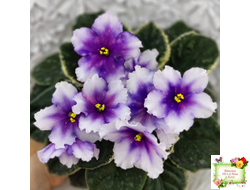 РС-Успех (С.Репкина) 2019 г.