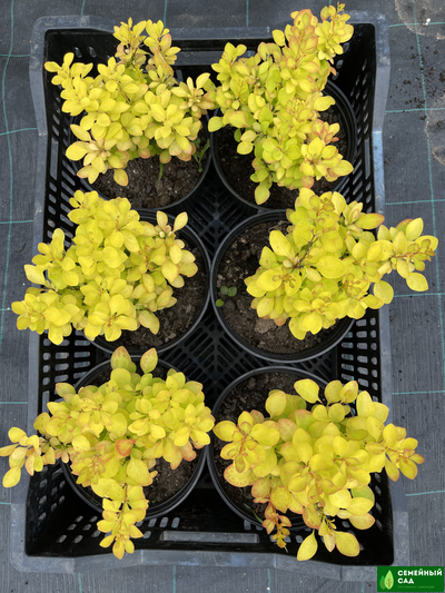 Барбарис Тунберга "Мария"  (Berberis thunbergii `Maria`)