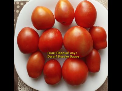 Томат Гном Подлый соус Dwarf Sneaky Sauce)