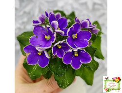 АВ-Контрольный Выстрел (Фиалковод) 2020 г. (пестролистный гёрл)