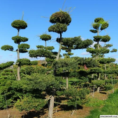Ниваки - Бонсай садовый Лиственница европейская