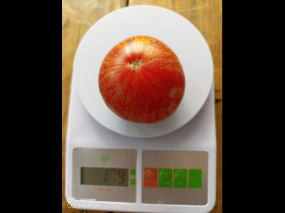 Томат Озарк закат (Ozark sunset), Германия