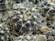 Gymnocalycium riojense ssp.paucispinum VG-1303 (D=12-15mm)