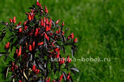 Перец острый  Explosive Ember, 10 шт