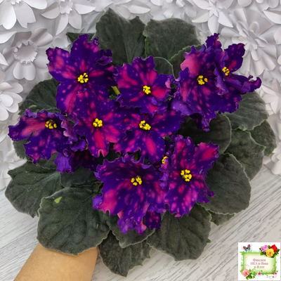 РС-Метагалактика (С. Репкина) 2018 г.