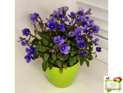 Teeny Bopper (L.Lyon) 5017 (08/27/1982) трейлер