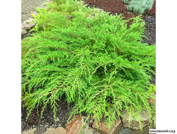 Микробиота перекрестнопарная Люкас - Microbiota Lucas