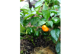 перец Дэу Хилл 15 июля, в теплице, высота 40-45 см.