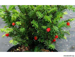 Тис Ягодный - Baccata