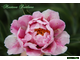 Paeonia Pink Firefly (Розовый Светлячок)