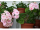ОЧ-Madpearl Rose - пеларгония карликовая - описание сорта, фото - купить черенок в Перми и почтой
