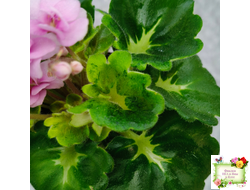 Goldilocks (L.Ray) (Голдилокс) (гёрл-лист с кроновой пестролистностью)